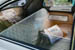 Kaefer_Bayerwald_0086